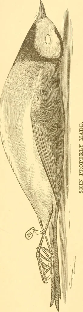 An illustration from Practical taxidermy, and home decoration : together with general information for sportsmen, 1880, leaf 105