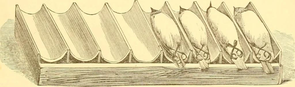 An illustration from Practical taxidermy, and home decoration : together with general information for sportsmen, 1880, leaf 106