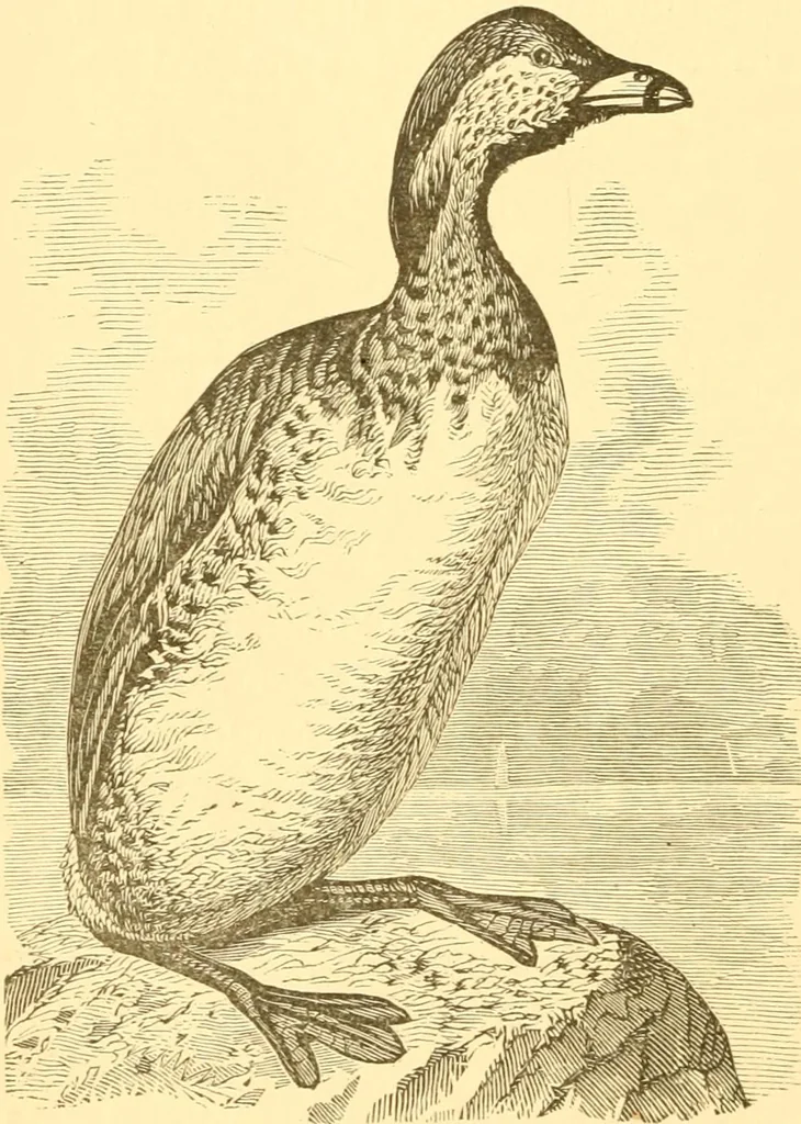 An illustration from Practical taxidermy, and home decoration : together with general information for sportsmen, 1880, leaf 107