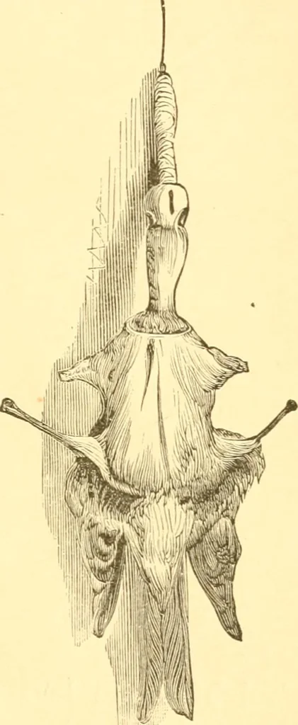 An illustration from Practical taxidermy, and home decoration : together with general information for sportsmen, 1880, leaf 108