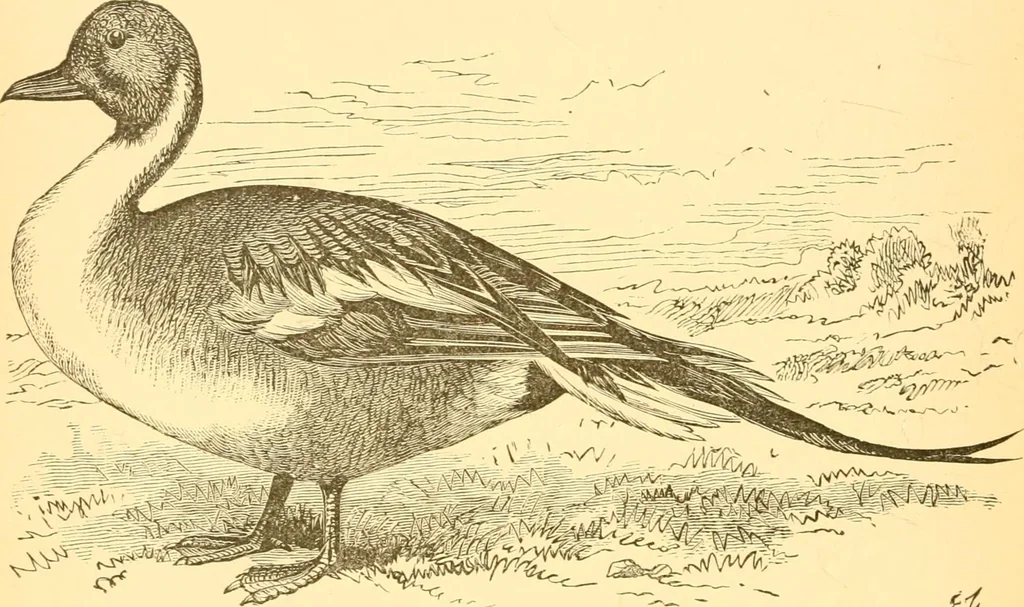 An illustration from Practical taxidermy, and home decoration : together with general information for sportsmen, 1880, leaf 109