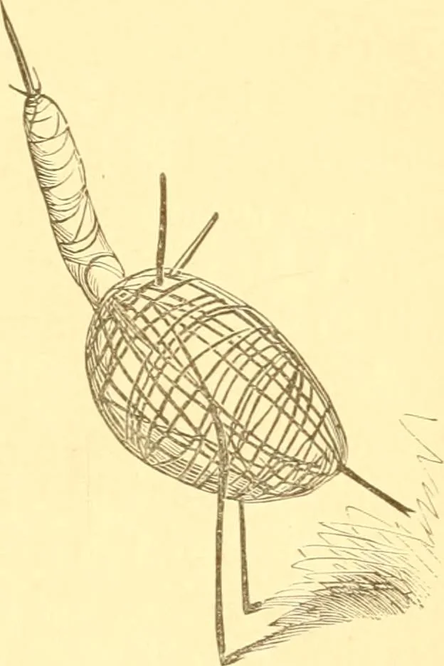 An illustration from Practical taxidermy, and home decoration : together with general information for sportsmen, 1880, leaf 110