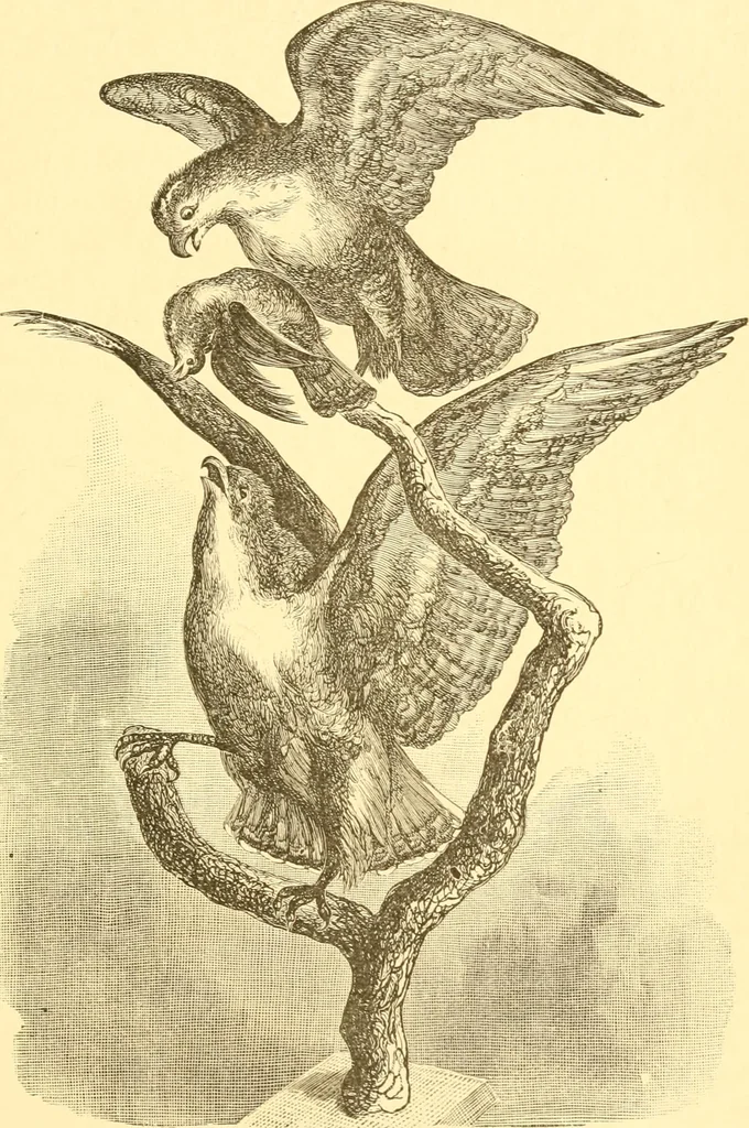 An illustration from Practical taxidermy, and home decoration : together with general information for sportsmen, 1880, leaf 112