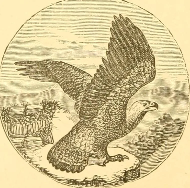 An illustration from Practical taxidermy, and home decoration : together with general information for sportsmen, 1880, leaf 113