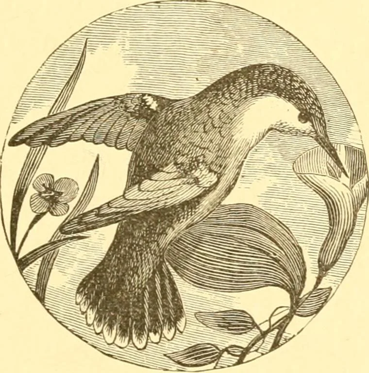 An illustration from Practical taxidermy, and home decoration : together with general information for sportsmen, 1880, leaf 116