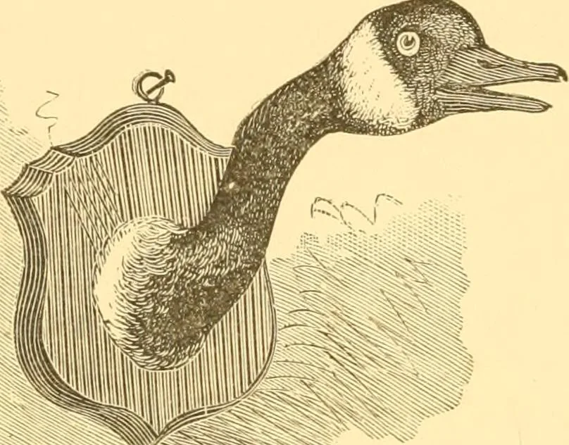 An illustration from Practical taxidermy, and home decoration : together with general information for sportsmen, 1880, leaf 117