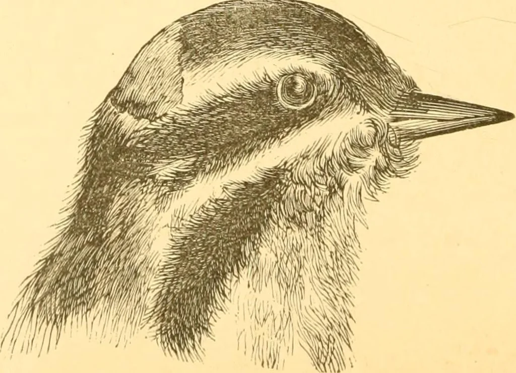 An illustration from Practical taxidermy, and home decoration : together with general information for sportsmen, 1880, leaf 117