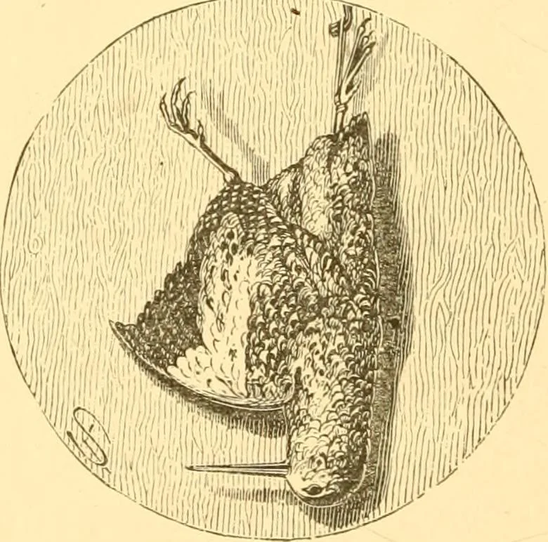 An illustration from Practical taxidermy, and home decoration : together with general information for sportsmen, 1880, leaf 119