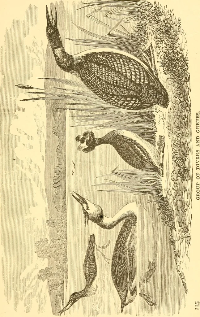 An illustration from Practical taxidermy, and home decoration : together with general information for sportsmen, 1880, leaf 120