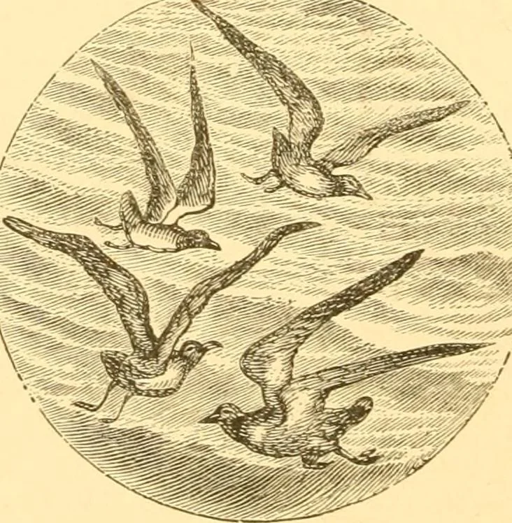 An illustration from Practical taxidermy, and home decoration : together with general information for sportsmen, 1880, leaf 123