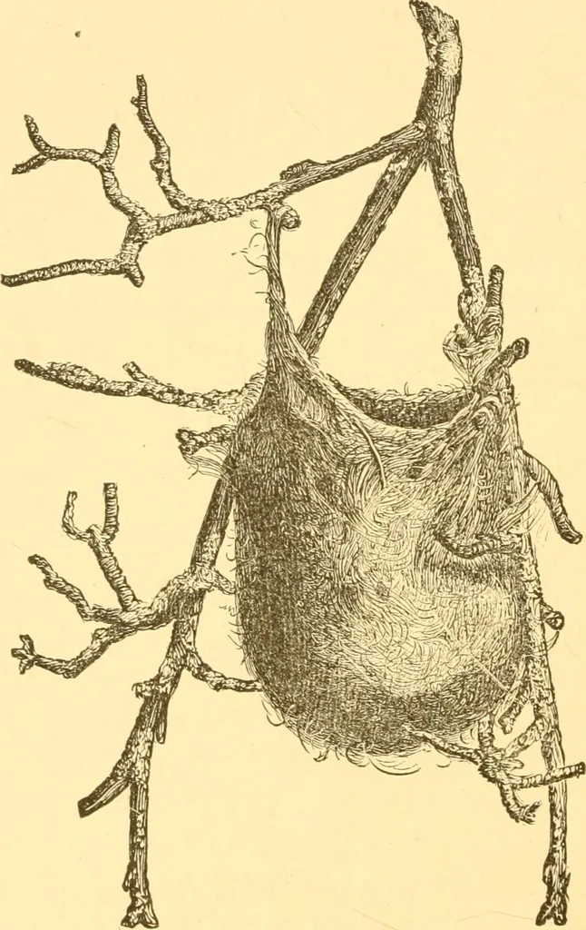 An illustration from Practical taxidermy, and home decoration : together with general information for sportsmen, 1880, leaf 125