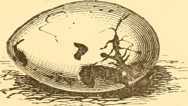 An illustration from Practical taxidermy, and home decoration : together with general information for sportsmen, 1880, leaf 126