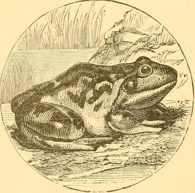 An illustration from Practical taxidermy, and home decoration : together with general information for sportsmen, 1880, leaf 131
