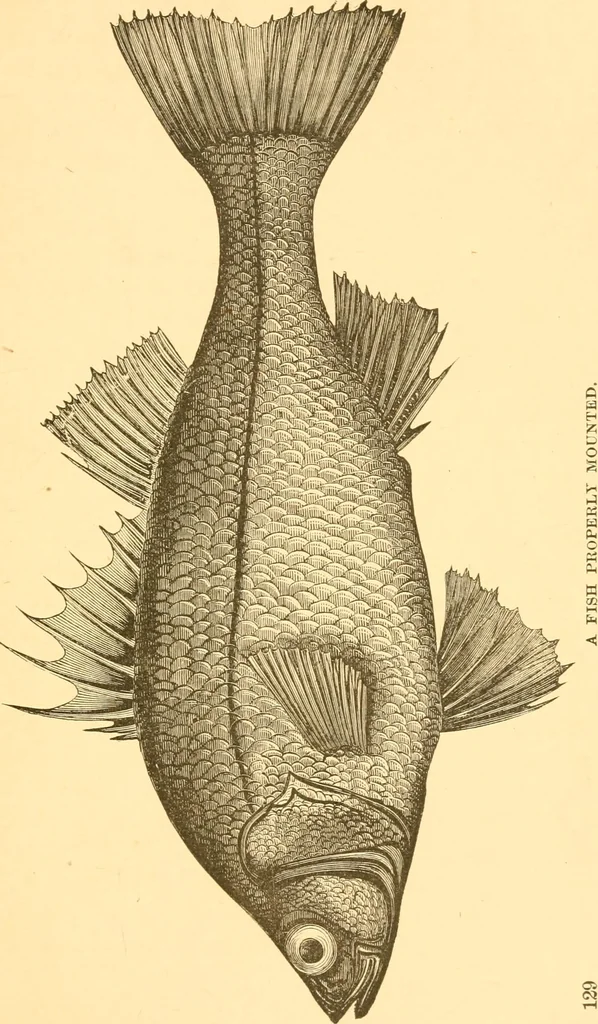 An illustration from Practical taxidermy, and home decoration : together with general information for sportsmen, 1880, leaf 134