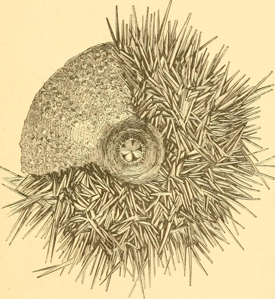 An illustration from Practical taxidermy, and home decoration : together with general information for sportsmen, 1880, leaf 140