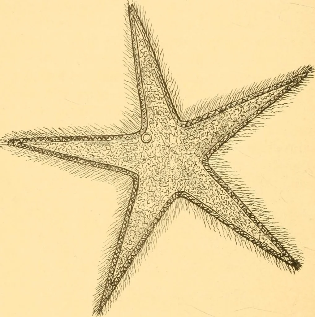 An illustration from Practical taxidermy, and home decoration : together with general information for sportsmen, 1880, leaf 141