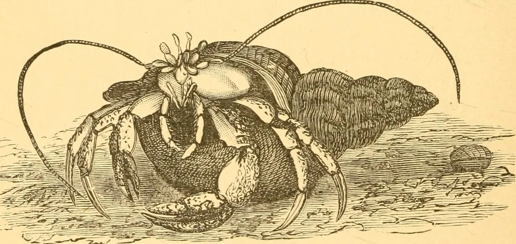 An illustration from Practical taxidermy, and home decoration : together with general information for sportsmen, 1880, leaf 143