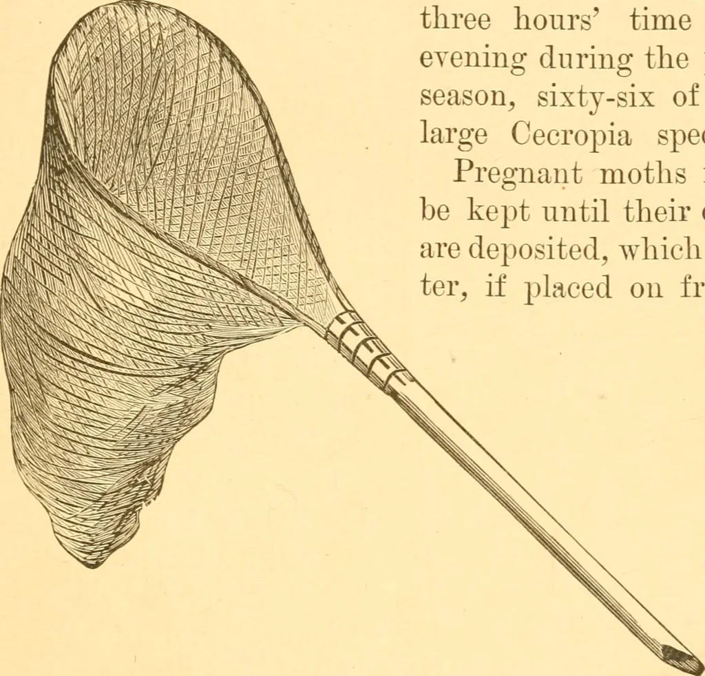 An illustration from Practical taxidermy, and home decoration : together with general information for sportsmen, 1880, leaf 148