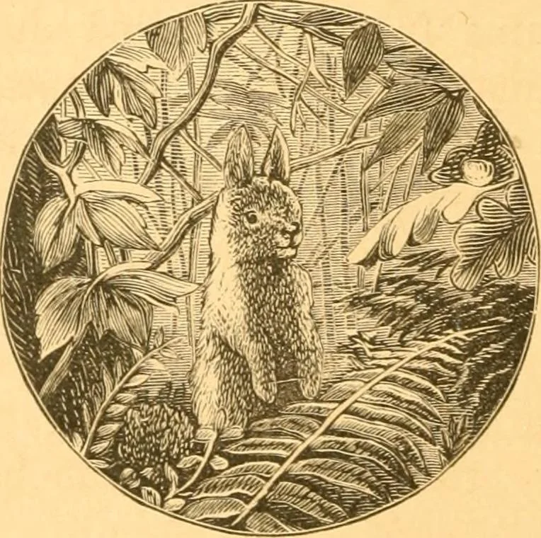 An illustration from Practical taxidermy, and home decoration : together with general information for sportsmen, 1880, leaf 15