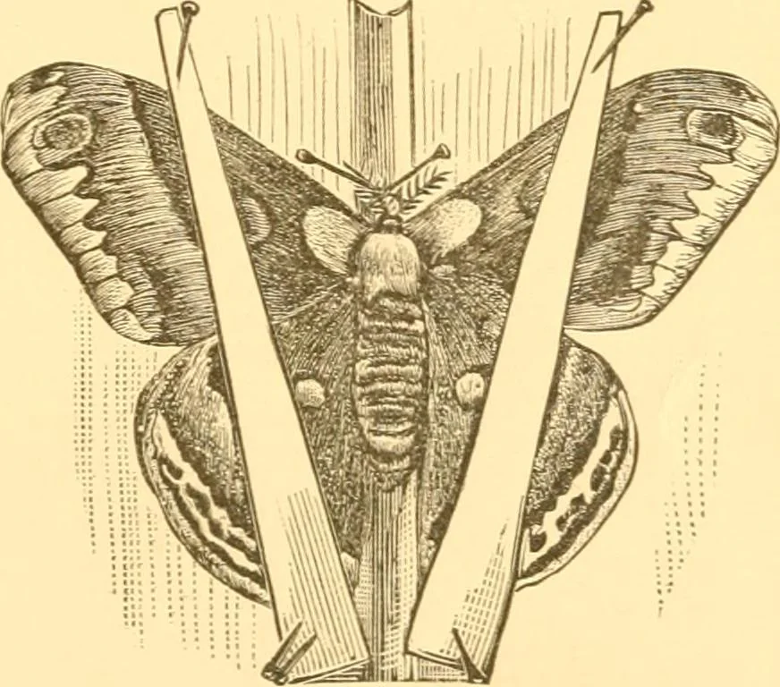 An illustration from Practical taxidermy, and home decoration : together with general information for sportsmen, 1880, leaf 150