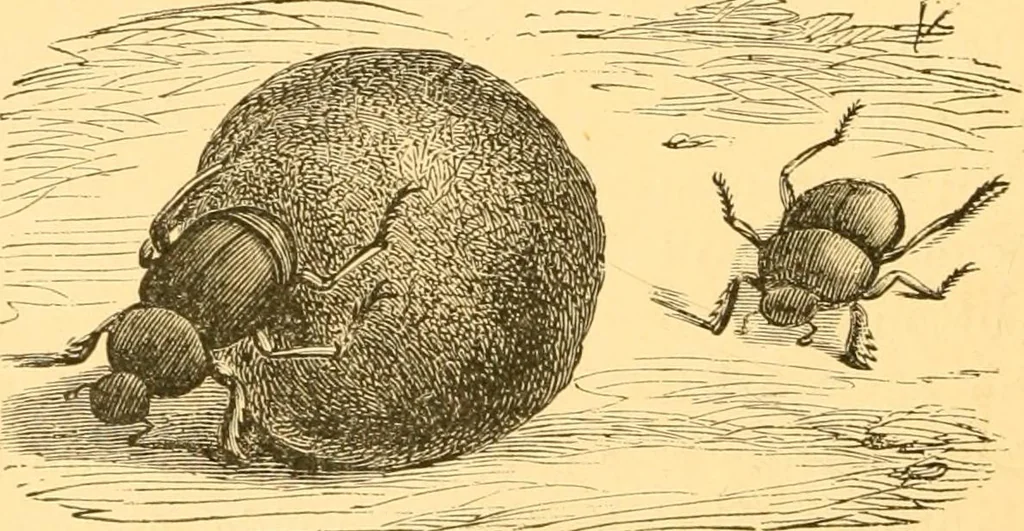 An illustration from Practical taxidermy, and home decoration : together with general information for sportsmen, 1880, leaf 151