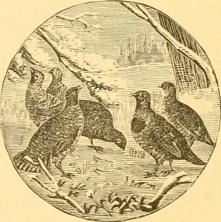 An illustration from Practical taxidermy, and home decoration : together with general information for sportsmen, 1880, leaf 153