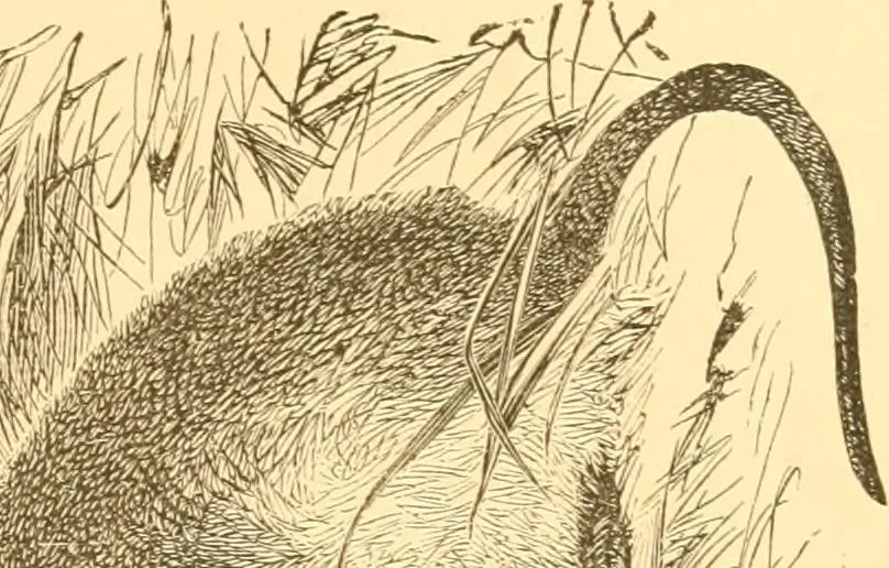 An illustration from Practical taxidermy, and home decoration : together with general information for sportsmen, 1880, leaf 154