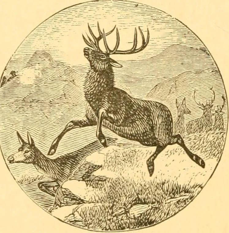 An illustration from Practical taxidermy, and home decoration : together with general information for sportsmen, 1880, leaf 161