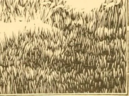 An illustration from Practical taxidermy, and home decoration : together with general information for sportsmen, 1880, leaf 168
