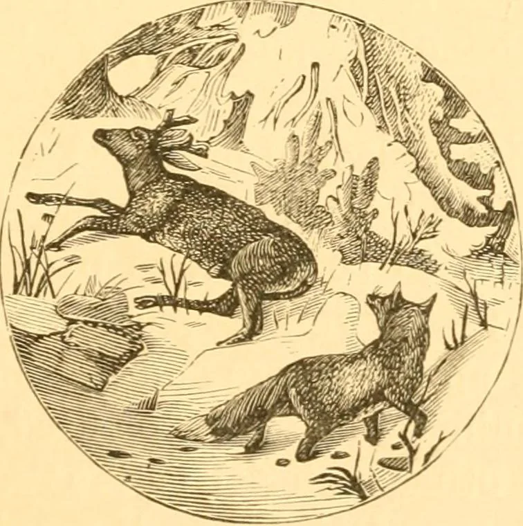 An illustration from Practical taxidermy, and home decoration : together with general information for sportsmen, 1880, leaf 170