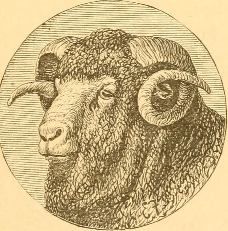 An illustration from Practical taxidermy, and home decoration : together with general information for sportsmen, 1880, leaf 174