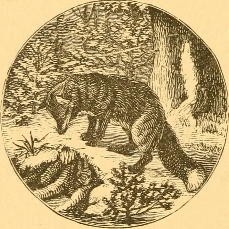 An illustration from Practical taxidermy, and home decoration : together with general information for sportsmen, 1880, leaf 177
