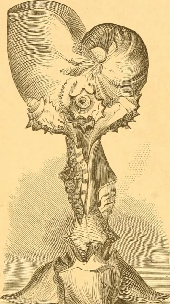An illustration from Practical taxidermy, and home decoration : together with general information for sportsmen, 1880, leaf 183