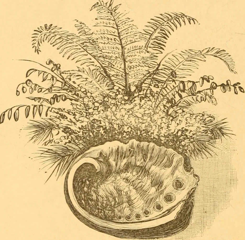 An illustration from Practical taxidermy, and home decoration : together with general information for sportsmen, 1880, leaf 185