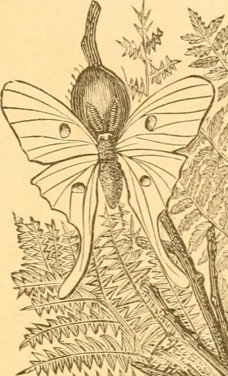 An illustration from Practical taxidermy, and home decoration : together with general information for sportsmen, 1880, leaf 186