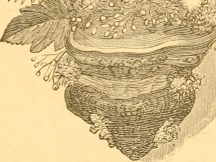 An illustration from Practical taxidermy, and home decoration : together with general information for sportsmen, 1880, leaf 186