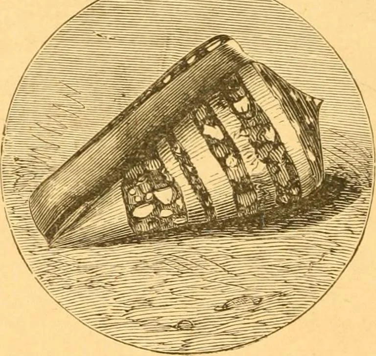 An illustration from Practical taxidermy, and home decoration : together with general information for sportsmen, 1880, leaf 187