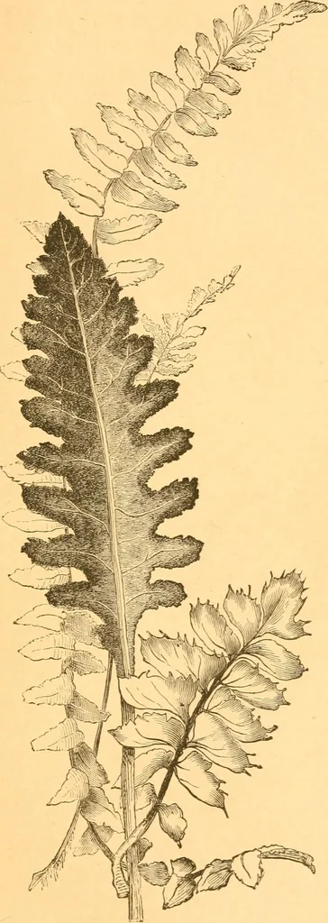 An illustration from Practical taxidermy, and home decoration : together with general information for sportsmen, 1880, leaf 188