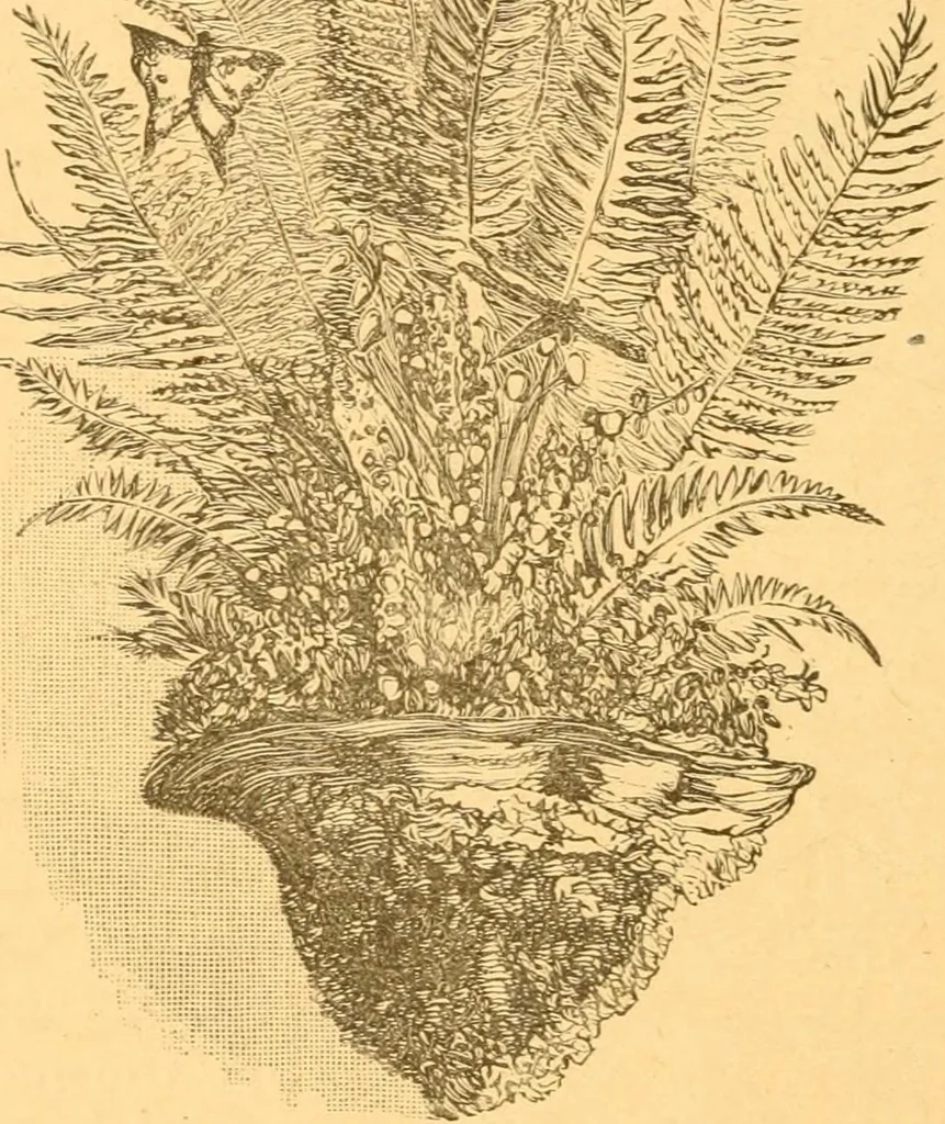 An illustration from Practical taxidermy, and home decoration : together with general information for sportsmen, 1880, leaf 189
