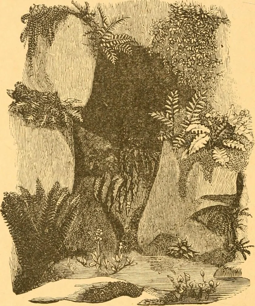 An illustration from Practical taxidermy, and home decoration : together with general information for sportsmen, 1880, leaf 191