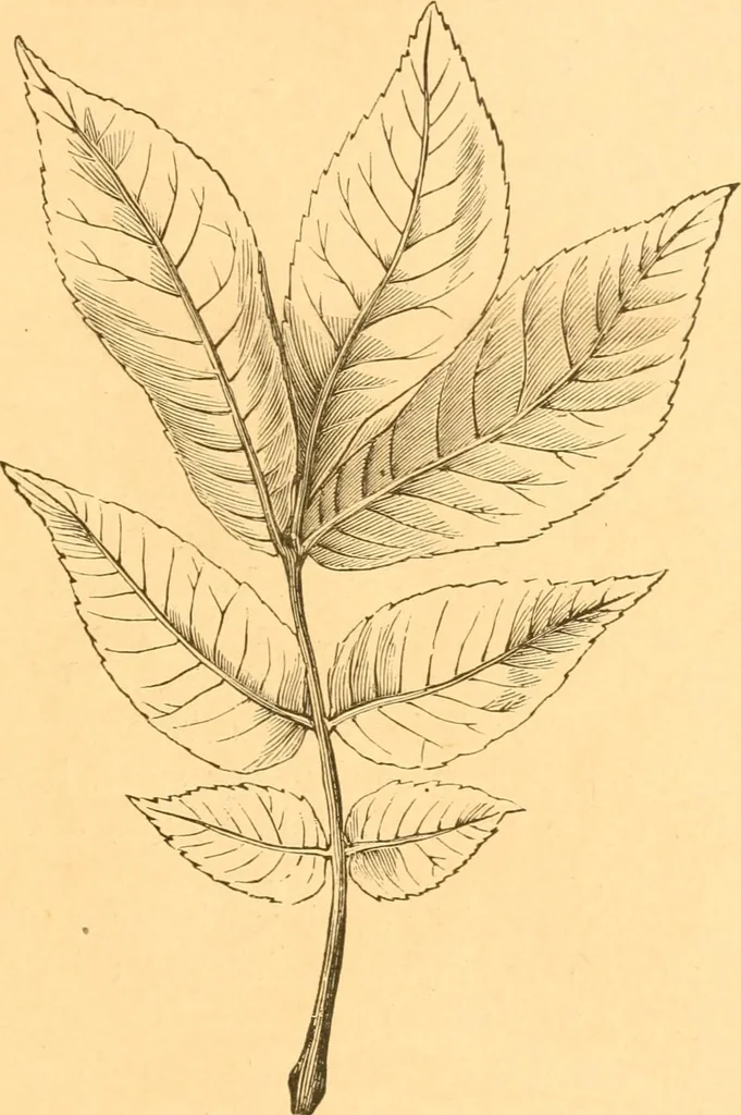 An illustration from Practical taxidermy, and home decoration : together with general information for sportsmen, 1880, leaf 192