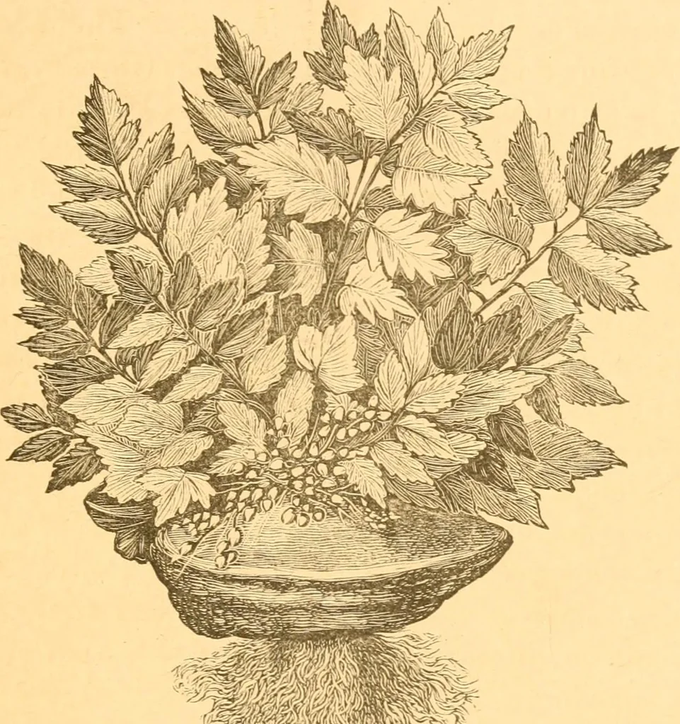 An illustration from Practical taxidermy, and home decoration : together with general information for sportsmen, 1880, leaf 194
