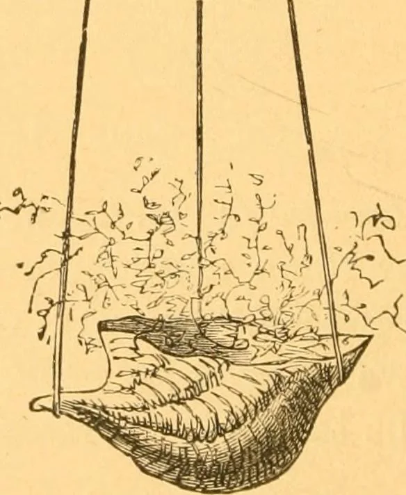 An illustration from Practical taxidermy, and home decoration : together with general information for sportsmen, 1880, leaf 195