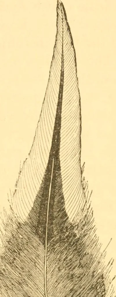 An illustration from Practical taxidermy, and home decoration : together with general information for sportsmen, 1880, leaf 200