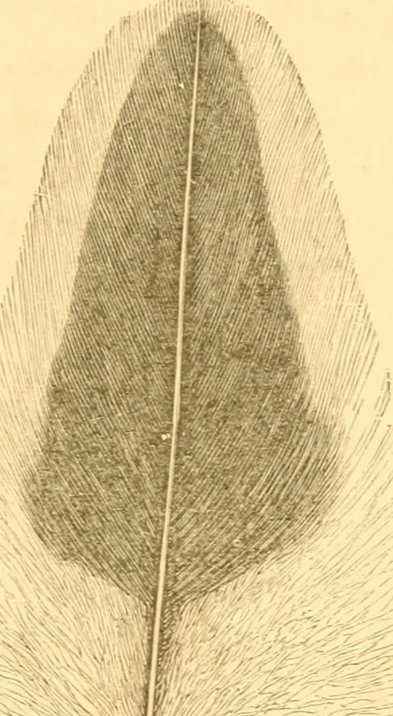An illustration from Practical taxidermy, and home decoration : together with general information for sportsmen, 1880, leaf 202
