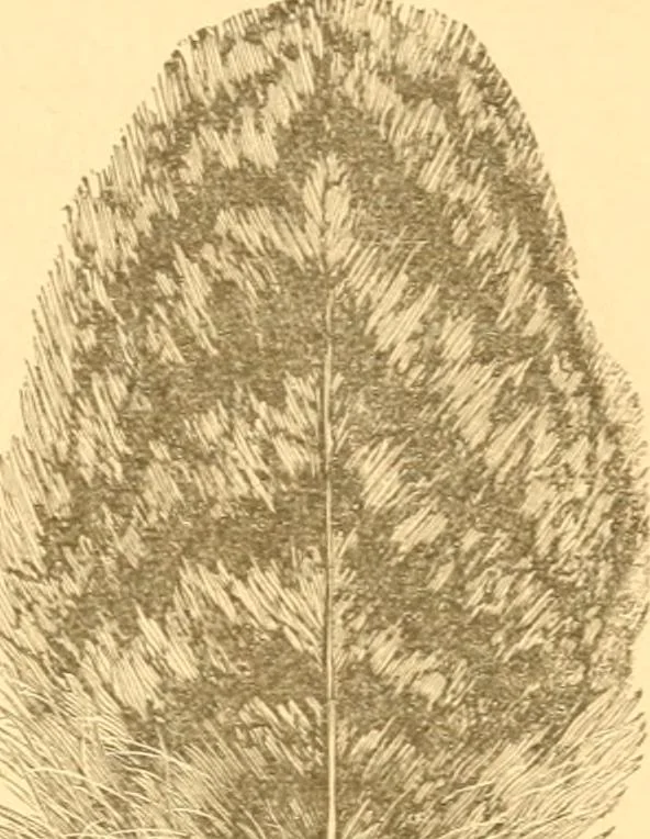 An illustration from Practical taxidermy, and home decoration : together with general information for sportsmen, 1880, leaf 202