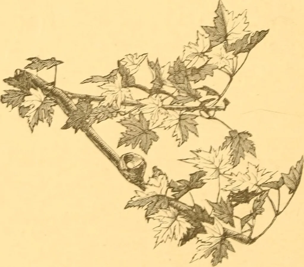 An illustration from Practical taxidermy, and home decoration : together with general information for sportsmen, 1880, leaf 205