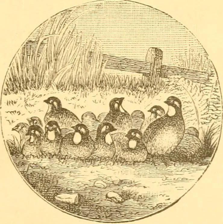 An illustration from Practical taxidermy, and home decoration : together with general information for sportsmen, 1880, leaf 208