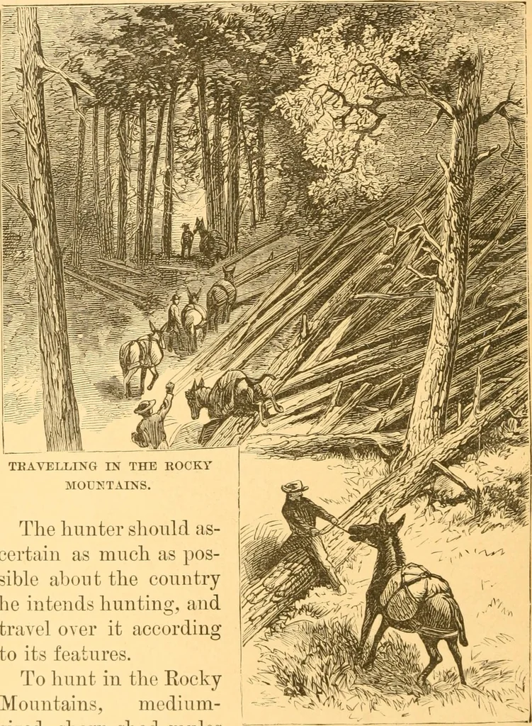 An illustration from Practical taxidermy, and home decoration : together with general information for sportsmen, 1880, leaf 35