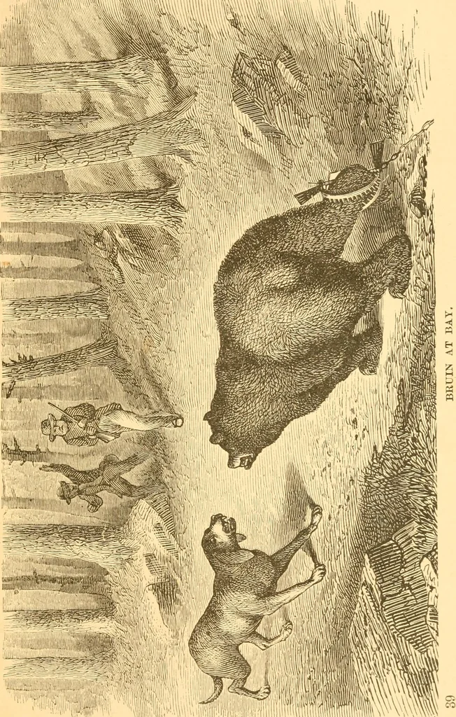 An illustration from Practical taxidermy, and home decoration : together with general information for sportsmen, 1880, leaf 44